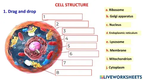 The structure of the cell