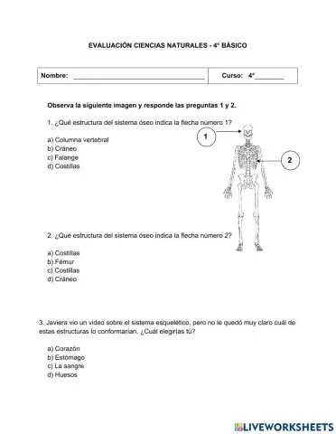 Sistema músculo-esqueletico