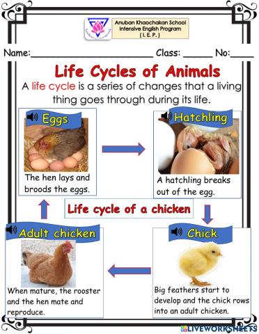 Life cycle of animals