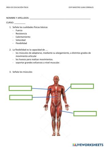 Músculos, calentamiento y primeros auxilios