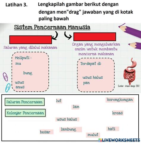 Latihan Sistem pencernaan