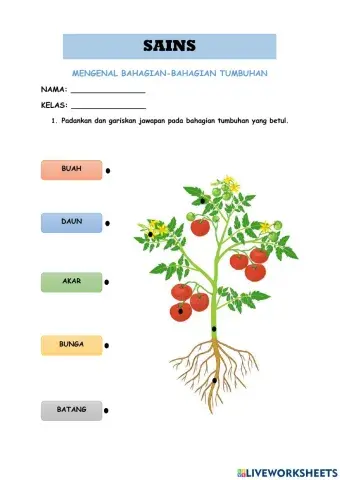 Mengenal Bahagian Tumbuhan
