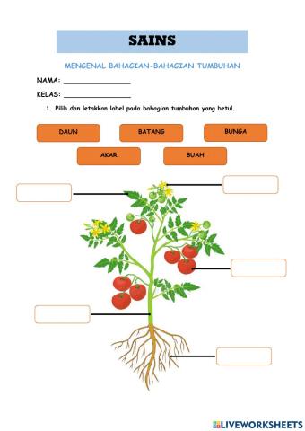 Mengenal Bahagian Tumbuhan