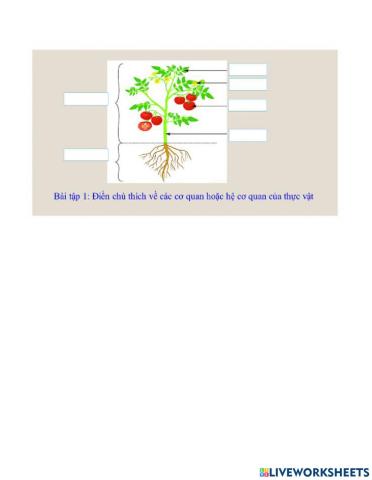 Điền chú thích các cơ quan- hệ cơ quan của thực vật