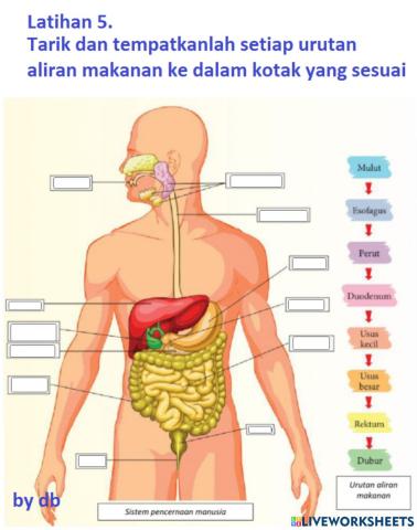 Latihan Sistem Pencernaan 5