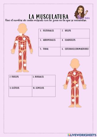 El aparato locomotor: la musculatura.