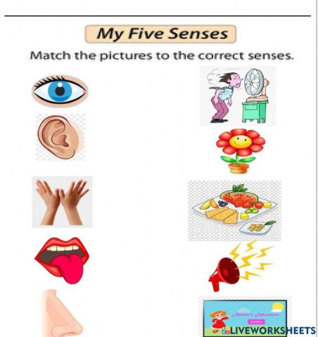 Five senses