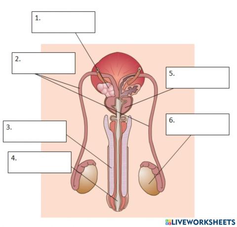 Male reproduction