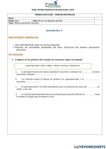 Sistema reproductor masculino