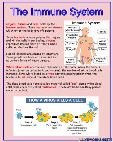 The Immune System Notes