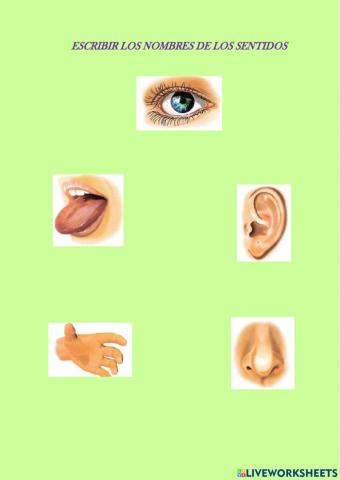 Los sentidos