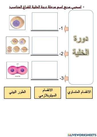 مراحل دورة الخلية