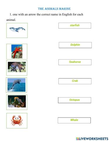 Animals marine