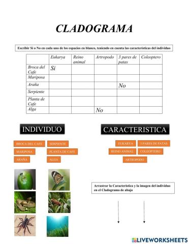Cladograma
