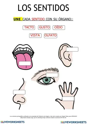 Examen: Los sentidos y aparato locomotor