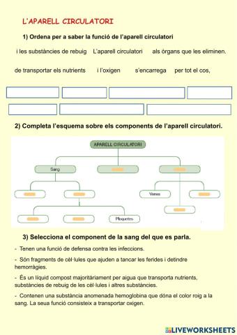 L'aparell circulatori