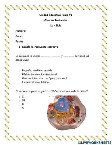 Clasificacion de las celulas segun su forma y tamaño