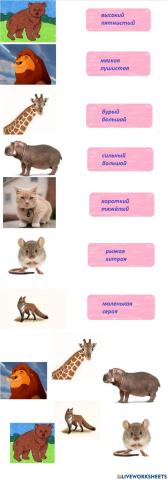 Animals and adjectives