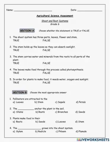 Shoot & Root Systems