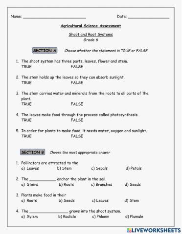 Shoot & Root Systems