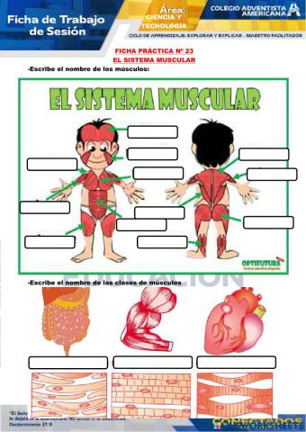 El sistema muscular