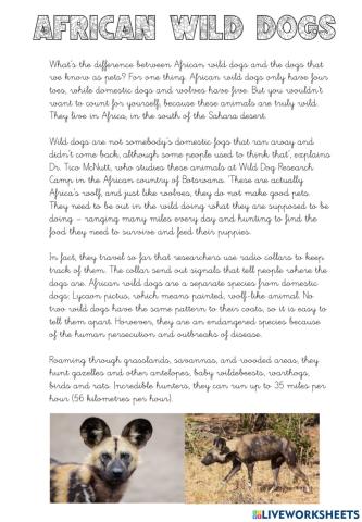 Do you know African wild dogs?