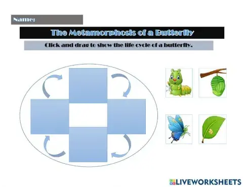 The Metamorphosis of a Butterfly