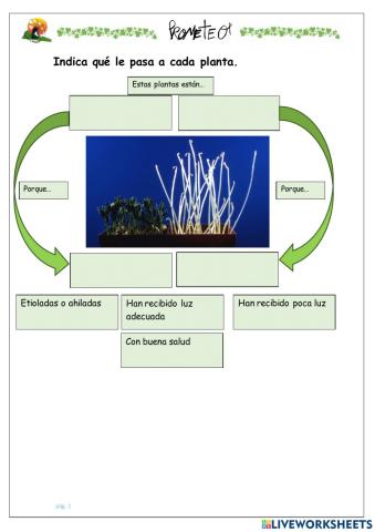Luz, agua y cuidados de plantas