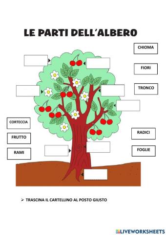 Le parti dell'albero