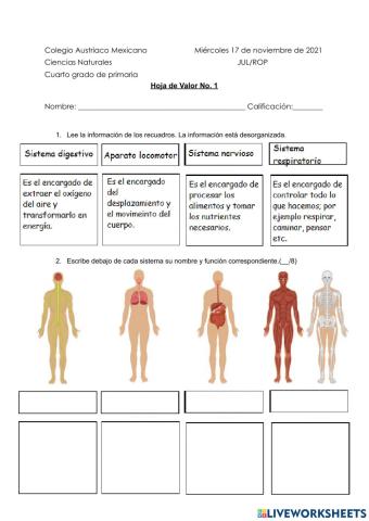 Hoja de valor, Sistemas del cuerpo