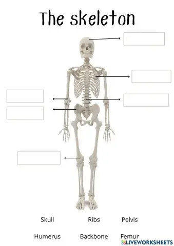 The body: bones, joints and muscles