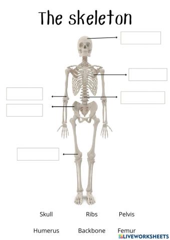 The body: bones, joints and muscles