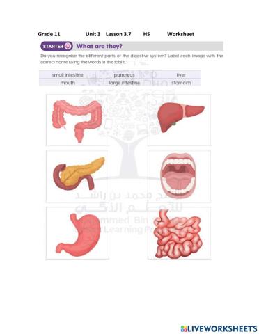 The digestive System