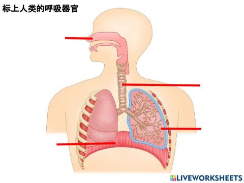 人类呼吸器官
