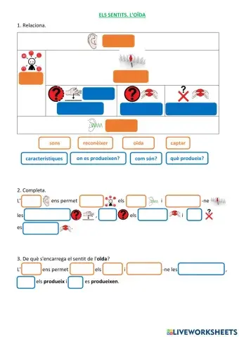Els sentits. L'oïda