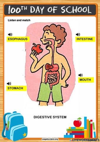 Digestive system