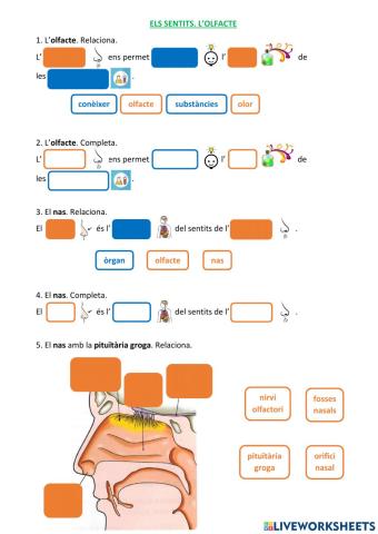 Els sentits. L'olfacte