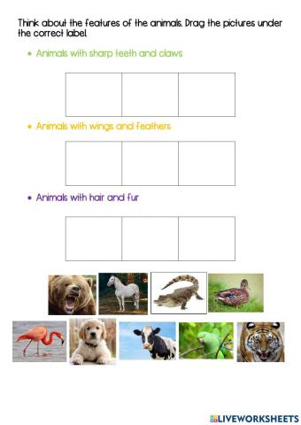 Animal Features