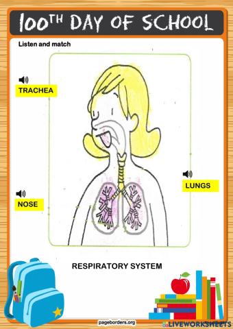 Respiratory system