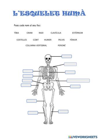 L'esquelet