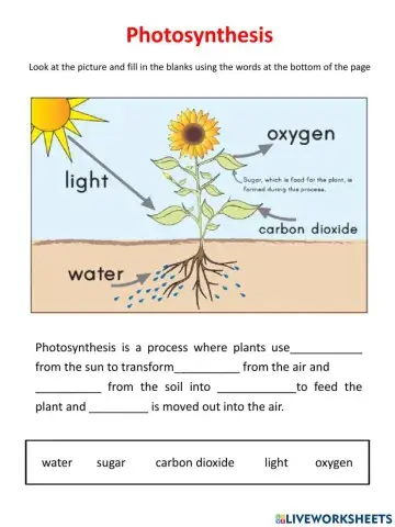Photosynthesis