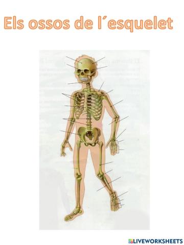 Els ossos de l-esquelet