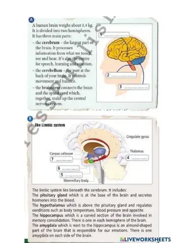 The Human Brain