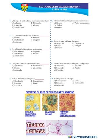 Biomolécula: Lípidos