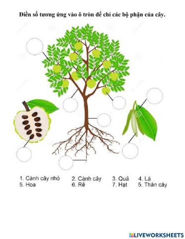 Các bộ phận của cây