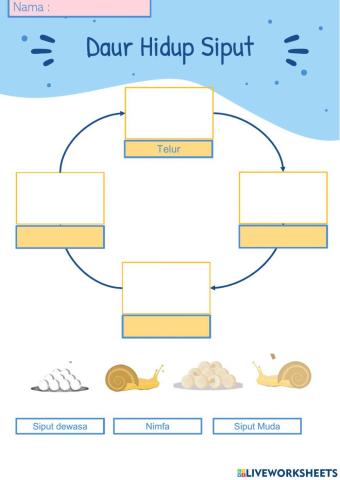 Daur Hidup Hewan