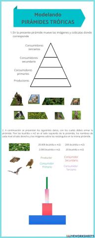 Modelando Pirámides tróficas