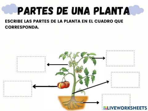 Partes de una planta