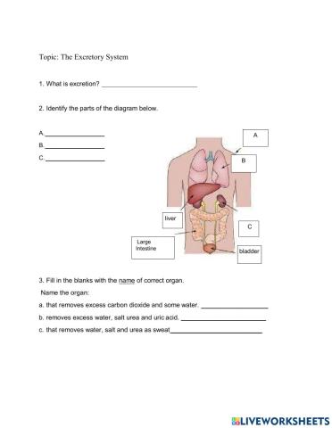 Excretory Organs in Human