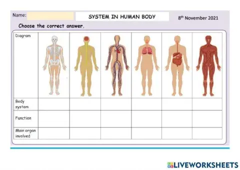 The Human Body Systems